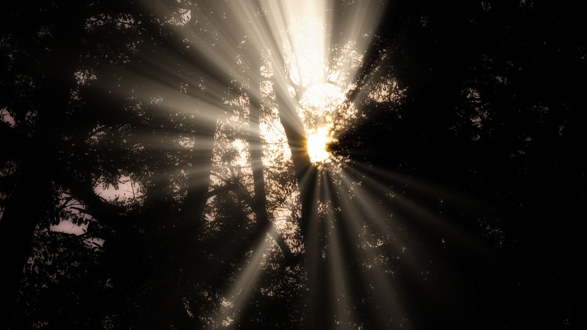 Sunbeams streaming through trees, raising the question is light matter