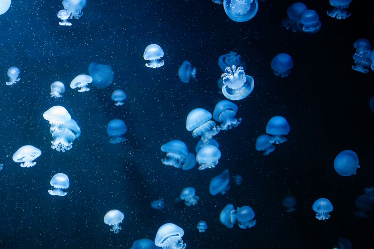 Glowing bioluminescent jellyfish in dark water, living light in the deep ocean