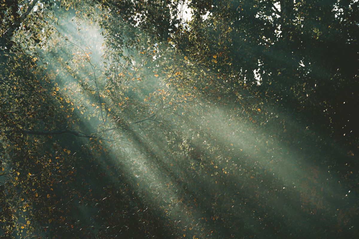 Light energy from the Sun streaming as sunbeams through a forest canopy