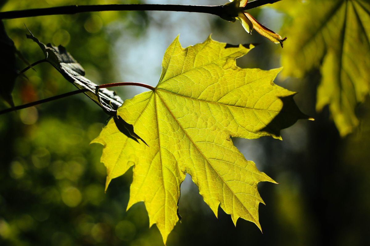 A green leaf lit by the sun, storing absorbed light as chemical energy